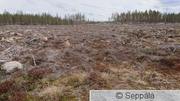 Hakkuu tavallinen.JPG