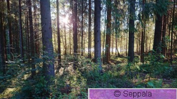 Kuusimetsä.JPG
