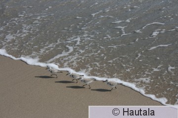 Pulmussirri, Delray Beach,23.jpg