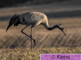 DSC_1220.jpg