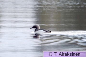 kuikka_DK5A8787.jpg
