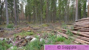 harvennushakkuu.JPG