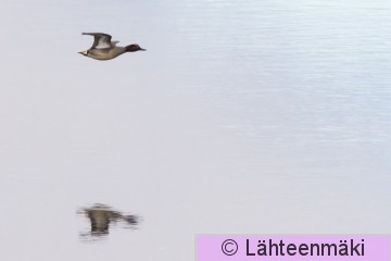 Tavi 3_Reijo Lähteenmäki.jpg