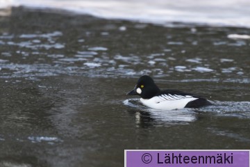 Telkkä 22_Reijo Lähteenmäki.jpg