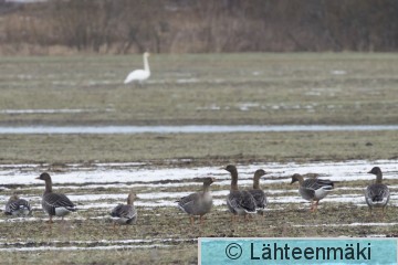 Metsähanhi 17_Reijo Lähteenmäki.jpg