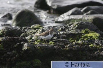 Rantasipi, Fuerteventura 5b.JPG