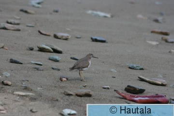 Amerikanmetsäviklo, Tobago, 1.jpg
