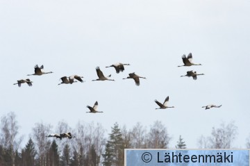 Kurki 31_Reijo Lähteenmäki.jpg