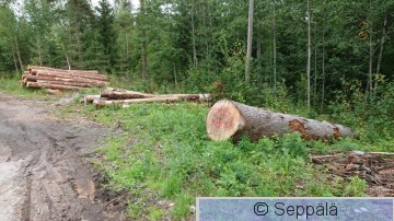 järeä.JPG