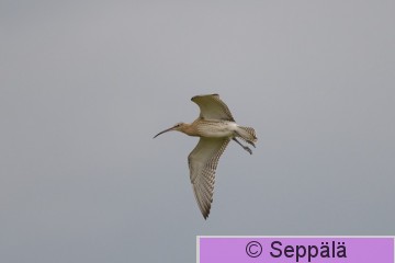 DSC_7271.jpg