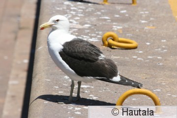 Etelän selkäloki, larus vetula, Kapkaupunki, RSA,.jpg
