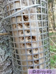 orava.jpg