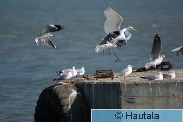 Harmaapäälokki, Banjul, Osku, 1.jpg