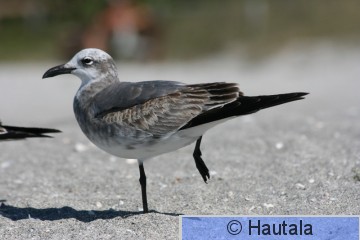 Nokisiipilokki, Fort Myers, 3.JPG
