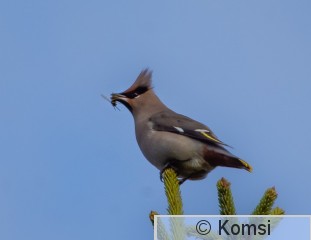 DSC_8511-2.jpg