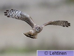Sinisuohaukka, Hen Harrier, Circus cyaneus, Metsäkansa, Valkeakoski, Finland, 11.9.2019_6310_edited-3.jpg