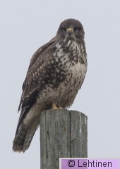 Hiirihaukka, Common Buzzard, Buteo buteo, Haukijärvi, Hämeenkyrö, Finland, 3.12.2018,_7899_edited-2 kopio 3.jpg