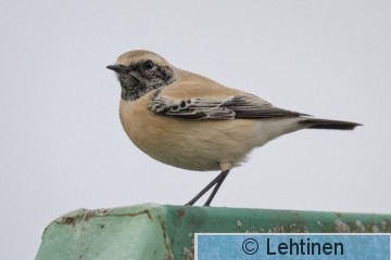 Aavikkotasku, Desert Wheatear, Oenanthe deserti, Koukkujärven kaatopaikka, Nokia, Finland, 24.10.2019_7429_edited-2.jpg