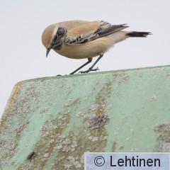 Aavikkotasku, Desert Wheatear, Oenanthe deserti, Koukkujärven kaatopaikka, Nokia, Finland, 24.10.2019_7411.jpg