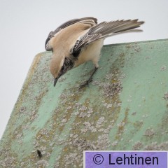 Aavikkotasku, Desert Wheatear, Oenanthe deserti, Koukkujärven kaatopaikka, Nokia, Finland, 24.10.2019_7412.jpg