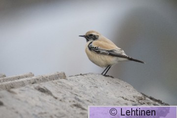 Aavikkotasku, Desert Wheatear, Oenanthe deserti, Koukkujärven kaatopaikka, Nokia, Finland, 24.10.2019_7467_edited-1.jpg