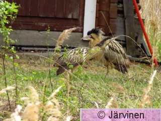 IMG_1045.JPG