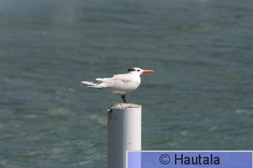 Kuningastiira, Tobago, 4.jpg