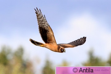 IMG_9888.JPG