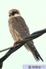 IMG_8601.jpg