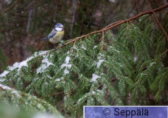 sinitiainen_Kuru191102_iso.jpg