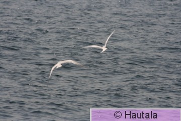 Pikkutöyhtötiira, Dakar 1 a.jpg