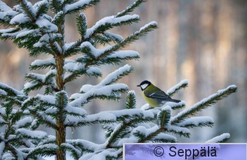 talitiainen_Kuru191130_iso.jpg
