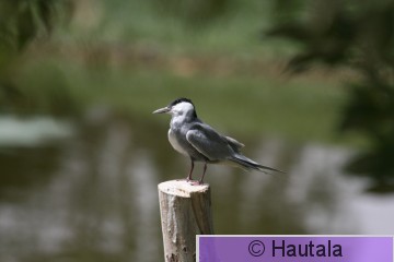 Valkoposkitiira, Egypti, El Gouna, 6.JPG