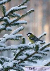 talitiainen_Kuru191130_isoB.jpg