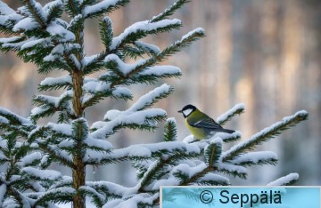talitiainen_Kuru191130_iso.jpg