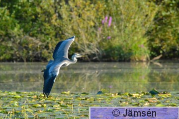 20150817-DSC_8815.jpg