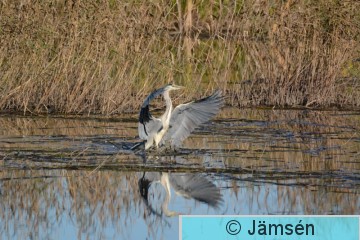 DSC_6603.jpg