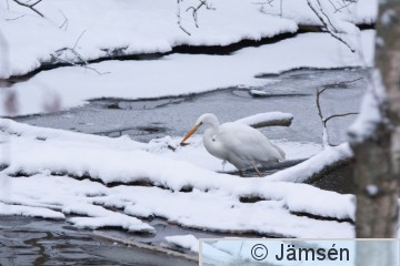 20150123-DSC_8432.jpg