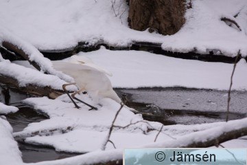 20150123-DSC_8611.jpg