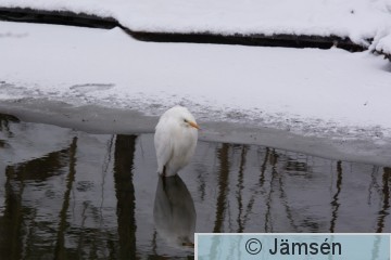 20150123-DSC_8871.jpg