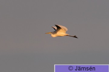 DSC_767003011.jpg
