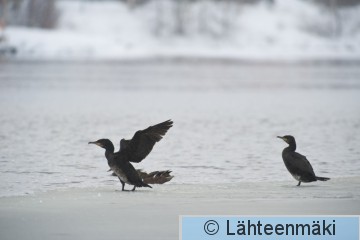 Merimetso 1_12022012_Tampere Hatanpää.jpg