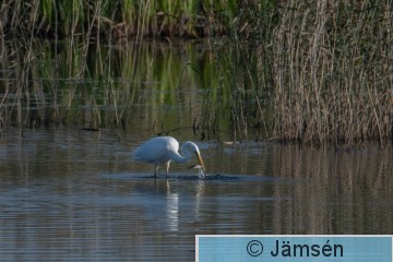 DSC_5617020835.jpg