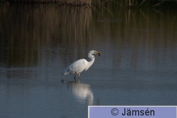 DSC_5794020990.jpg