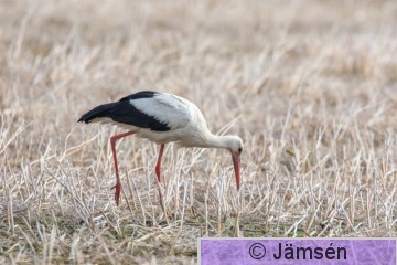 DSC_56798436.jpg