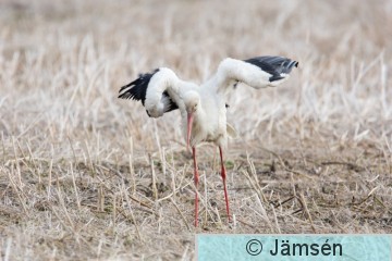 DSC_57358481.jpg