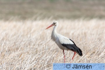 DSC_58318552.jpg