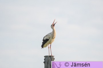 DSC_4621011184.jpg