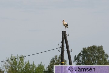 DSC_5461011767.jpg