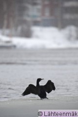 Merimetso 3_12022012_Tampere Hatanpää.jpg